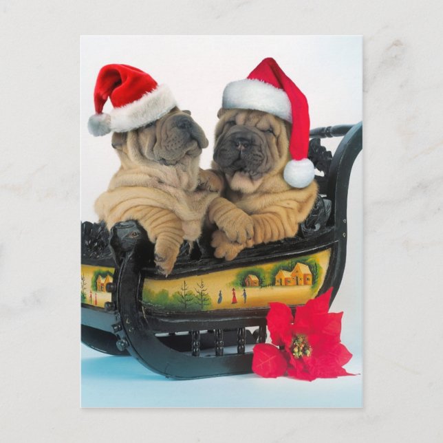 Postal Shar pei chino con gorras de x-mas (Anverso)