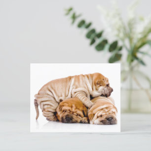 Postal Shar Pei Puppies