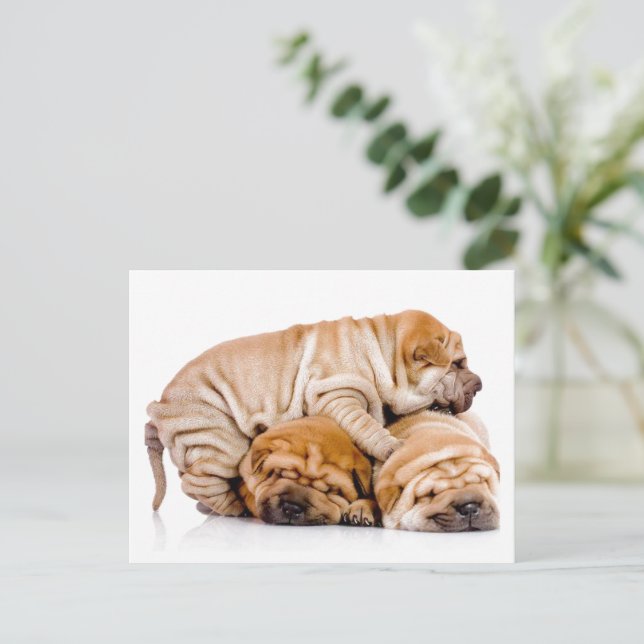 Postal Shar Pei Puppies (Anverso de pie)