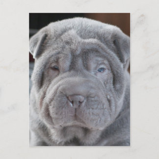 Postal Sharpei Puppy