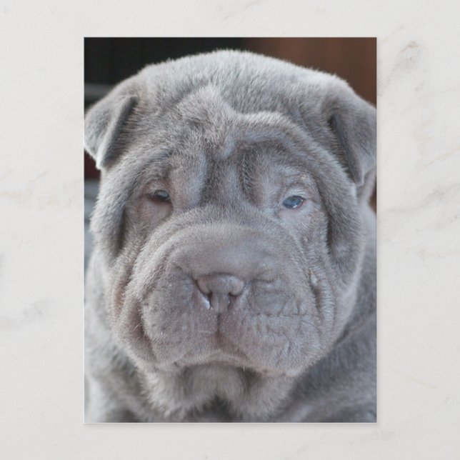 Postal Sharpei Puppy (Anverso)