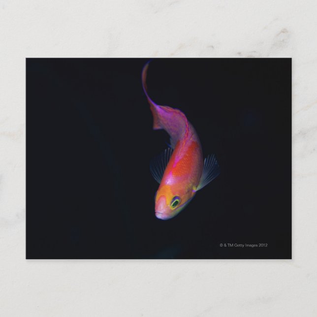 Postal Sharpfin 2 (Anverso)