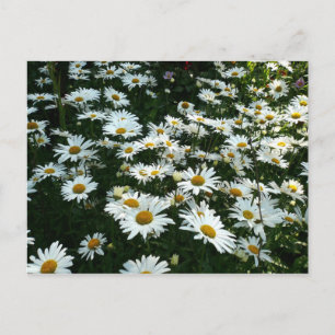 Postal Shasta Daisies