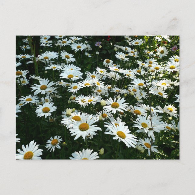 Postal Shasta Daisies (Anverso)