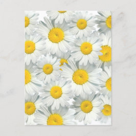 Postal Shasta Daisies