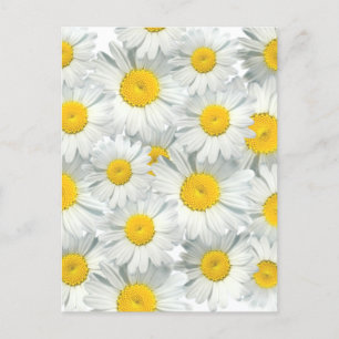 Postal Shasta Daisies