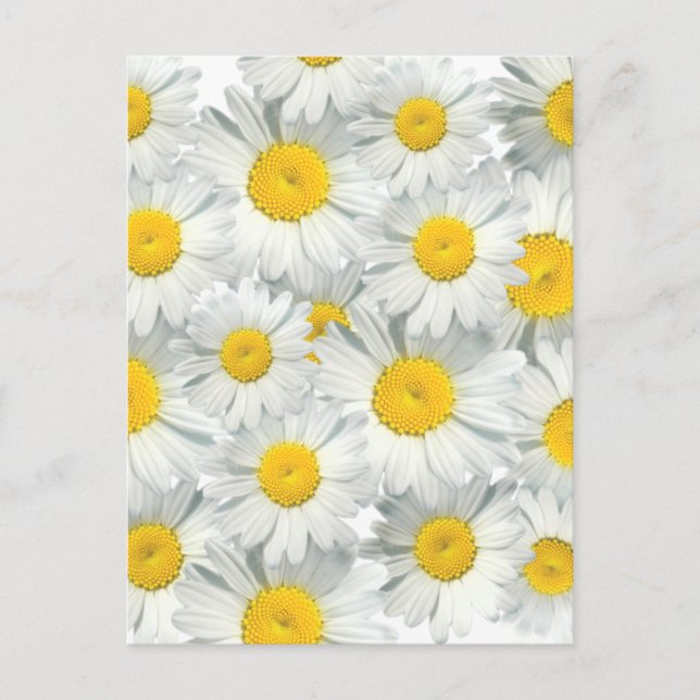 Postal Shasta Daisies (Anverso)