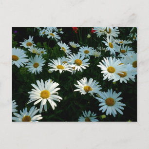 Postal Shasta Daisies II