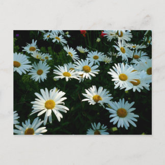 Postal Shasta Daisies II