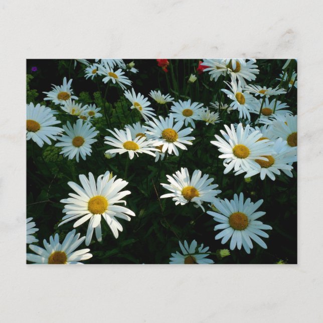 Postal Shasta Daisies II (Anverso)