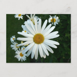 Postal Shasta Daisy