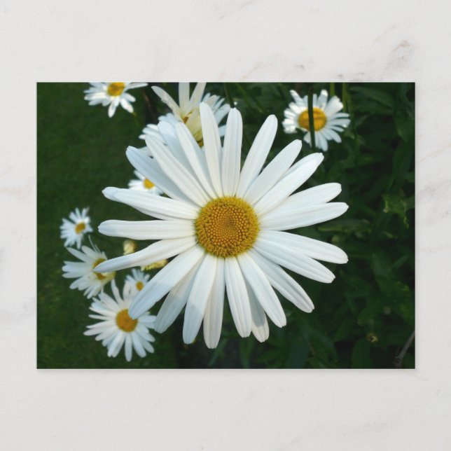 Postal Shasta Daisy (Anverso)