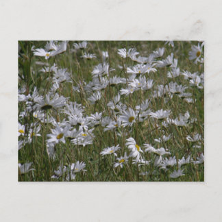 Postal Shasta Daisy en la isla Unalaska