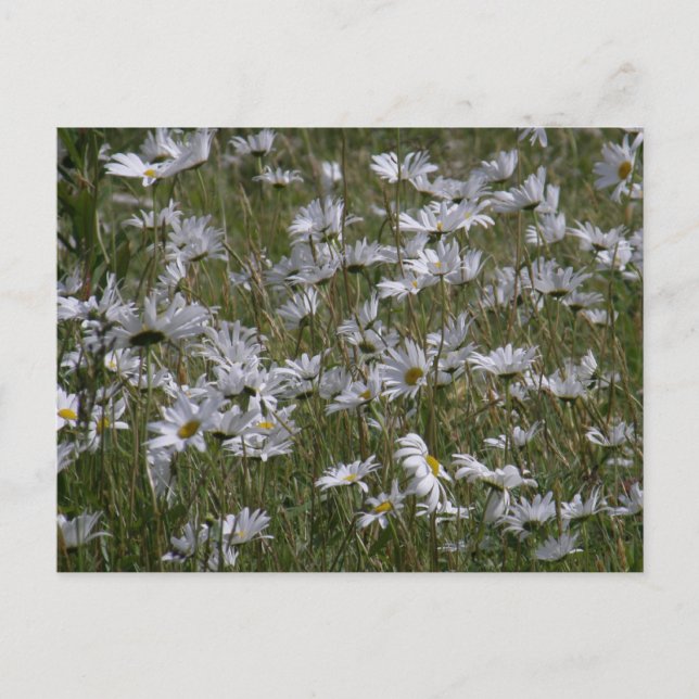 Postal Shasta Daisy en la isla Unalaska (Anverso)