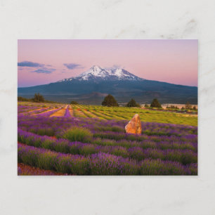 Postal Shasta Lavender Sunset...