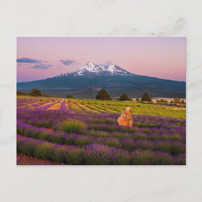 Postal Shasta Lavender Sunset... (Anverso)