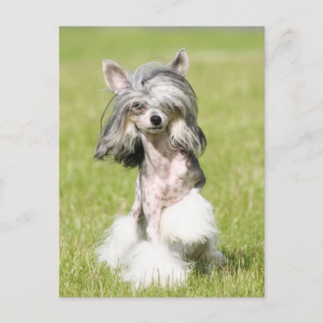 Postal Sheeba Apinting (Anverso)