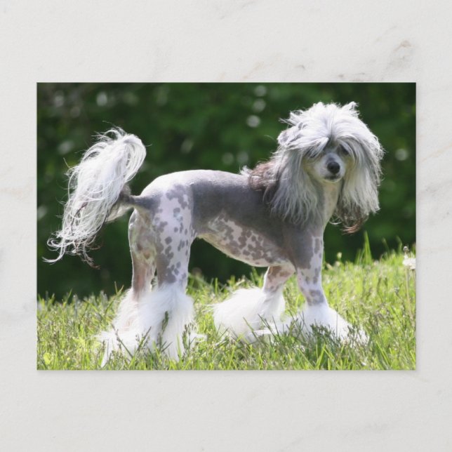 Postal Sheeba - Crestie Showoff (Anverso)