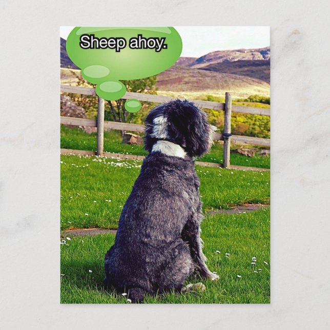 Postal Sheep Ahoy Postcard (Anverso)
