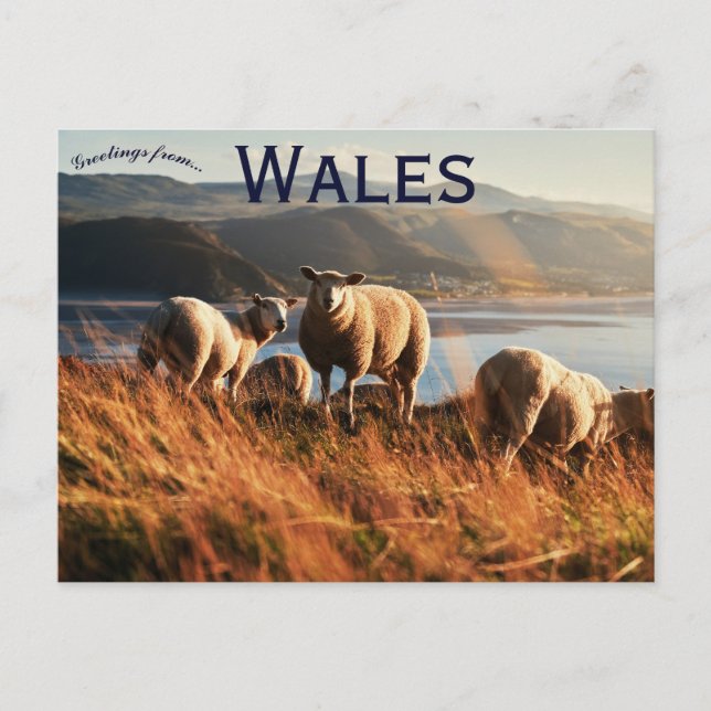 Postal Sheep in Wales (Anverso)