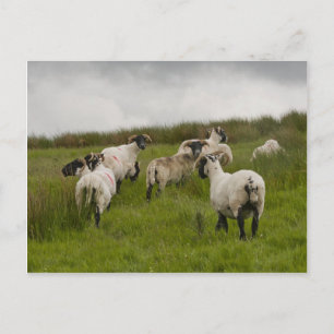 Postal sheep.jpg