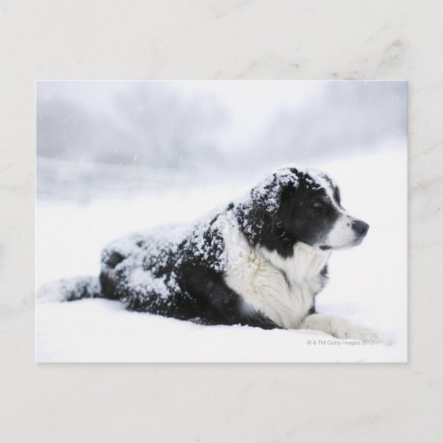 Postal Sheepdog (Akbash/collie mix) recostándose durante (Anverso)