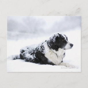 Postal Sheepdog (Akbash/collie mix) recostándose durante