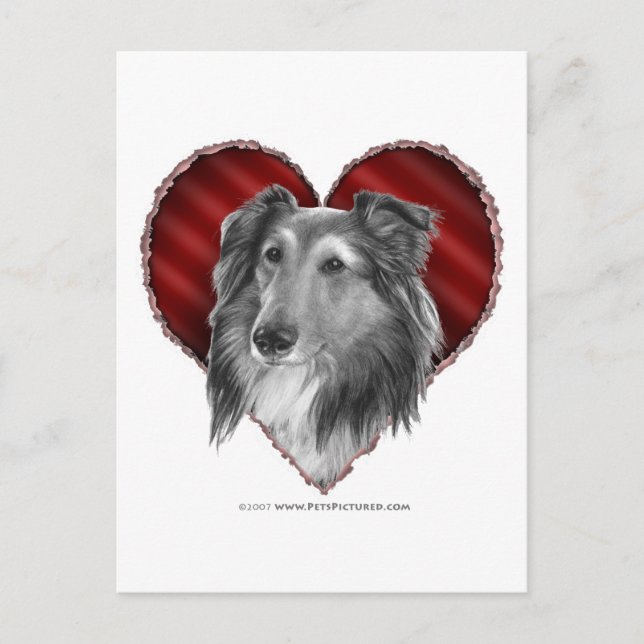 Postal Sheepdog de Shetland con corazón (Anverso)