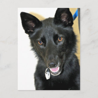 Postal Sheepdog-Shepherd belga