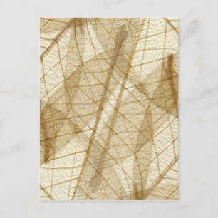 Postal Sheer Cream Beige Lace Leaves