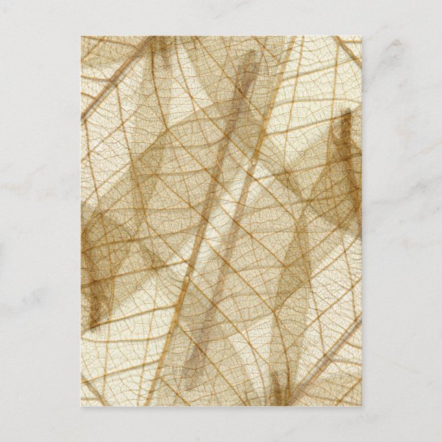 Postal Sheer Cream Beige Lace Leaves (Anverso)