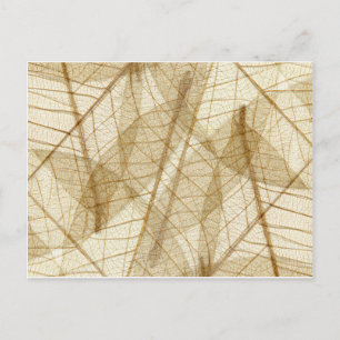 Postal Sheer Cream Beige Lace Leaves