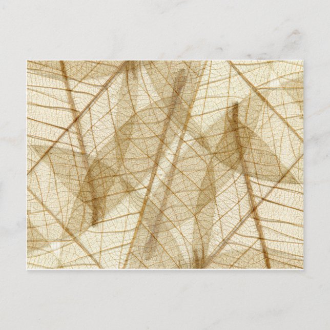 Postal Sheer Cream Beige Lace Leaves (Anverso)