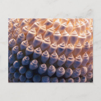 Postal Shell Ball