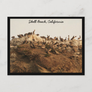Postal Shell Beach, California