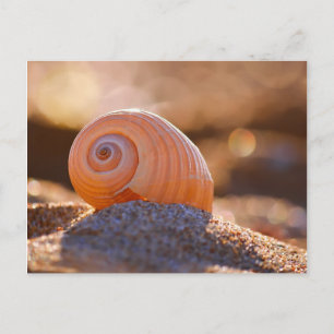 Postal Shell Bokeh  Grecia