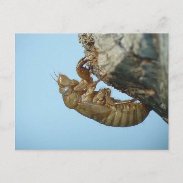 Postal Shell Cicada. (Anverso)