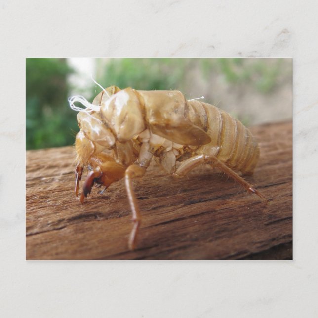 Postal Shell Cicada (Anverso)