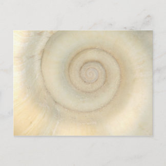 Postal Shell - Concología - Espiral blanca