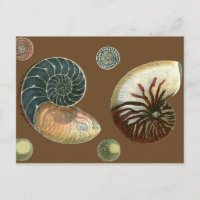 Shell de cacao