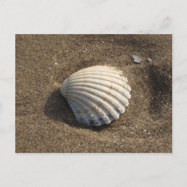 Postal Shell de Cockle (Anverso)