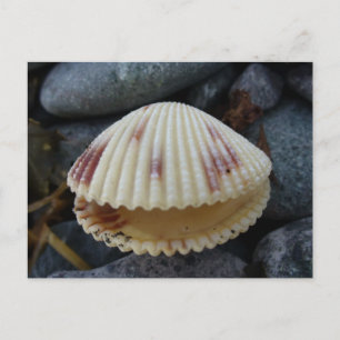 Postal Shell de cucarachas localizadas, puerto holandés, 