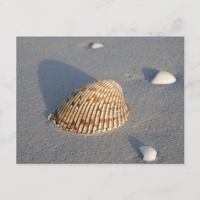 Postal Shell de mar (Anverso)