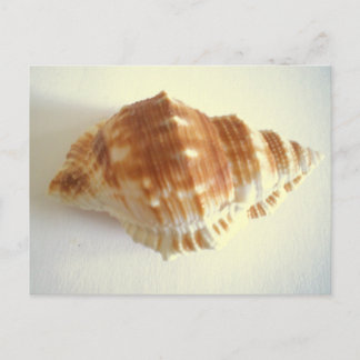 Postal Shell de mar