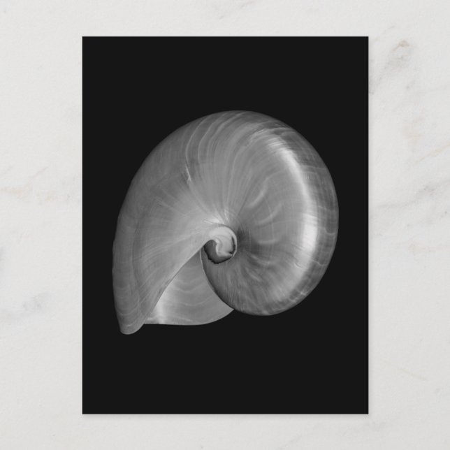 Postal Shell de nautilus blanco y negro (Anverso)