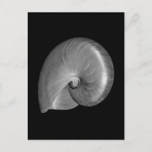 Postal Shell de nautilus blanco y negro