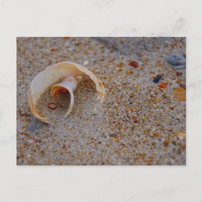 Postal Shell de playa (Anverso)