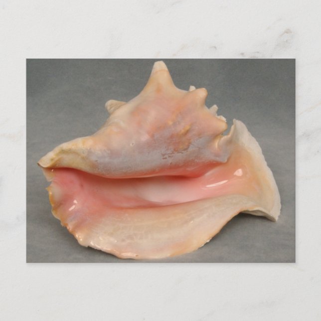 Postal Shell de Reina Conch (Anverso)