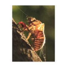 Shell De Una Cicada