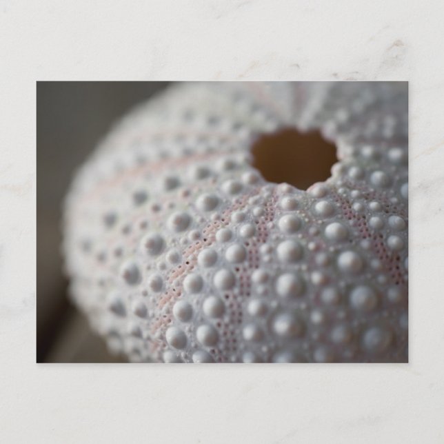 Postal Shell de urchin de mar (Anverso)